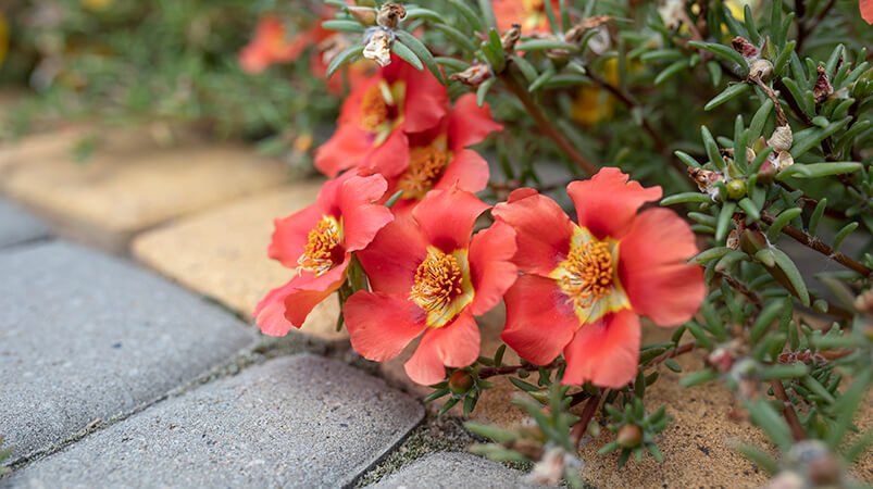 Bunga Pukul Sembilan