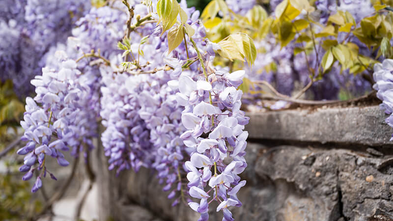 Japanese Wisteria