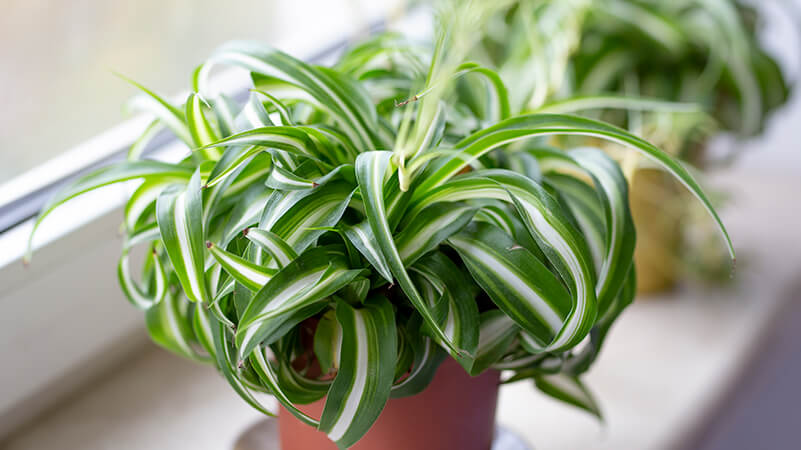 Spider Plant