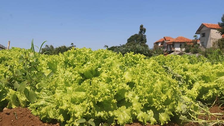 Pilih Lokasi Tanam yang Banyak Sinar Matahari