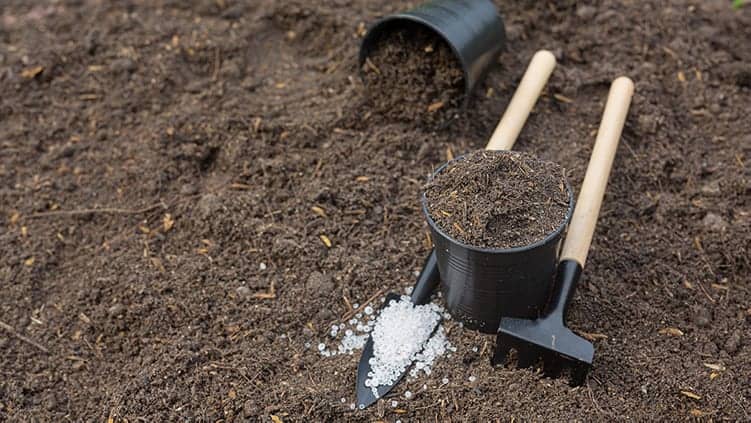 persiapkan tanah yang baik