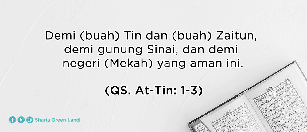 Manfaat Buah Zaitun dalam Al-Qur’an At Tin