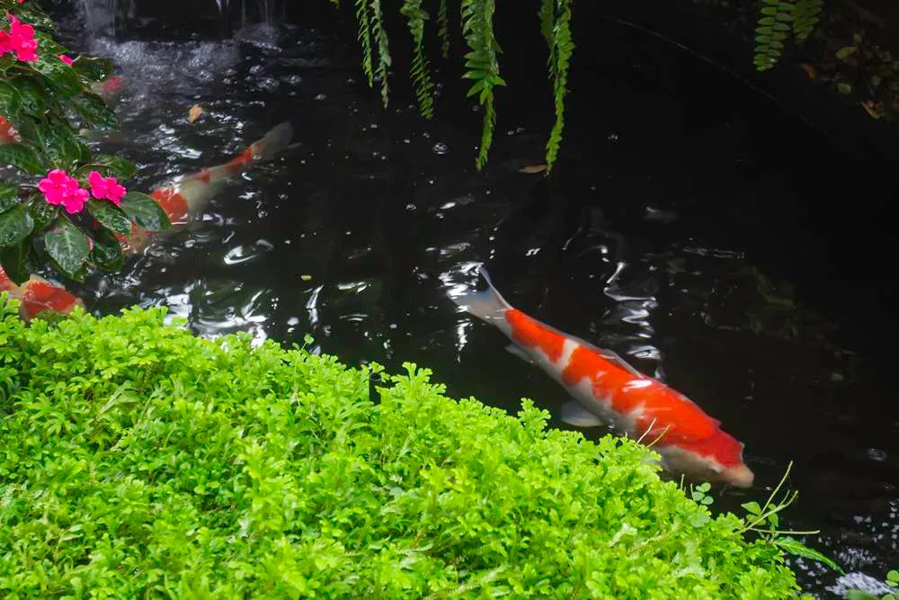 Cara Membuat Kolam Ikan Mini Di Teras Rumah