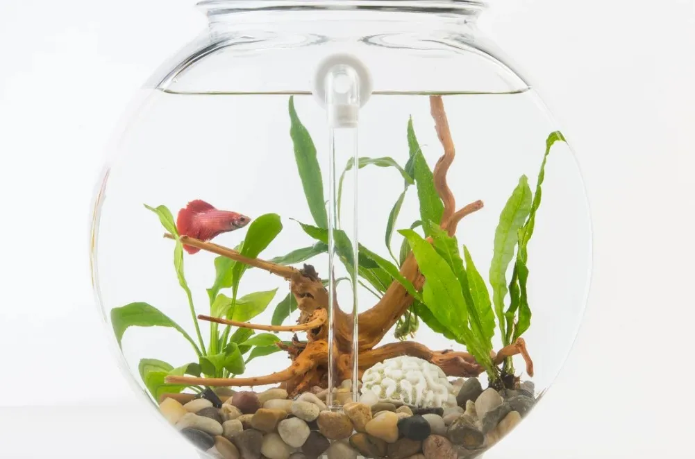 Aquarium Mini di Kamar Tidur dengan Konsep Fish Bowl