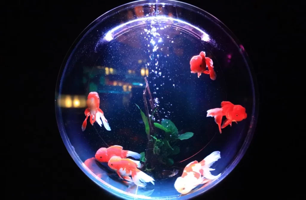 Aquarium Mini di Kamar Tidur dengan Konsep Glow in The Dark