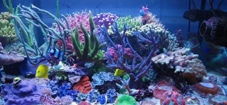 Aquarium Mini di Kamar Tidur dengan Tema bawah laut