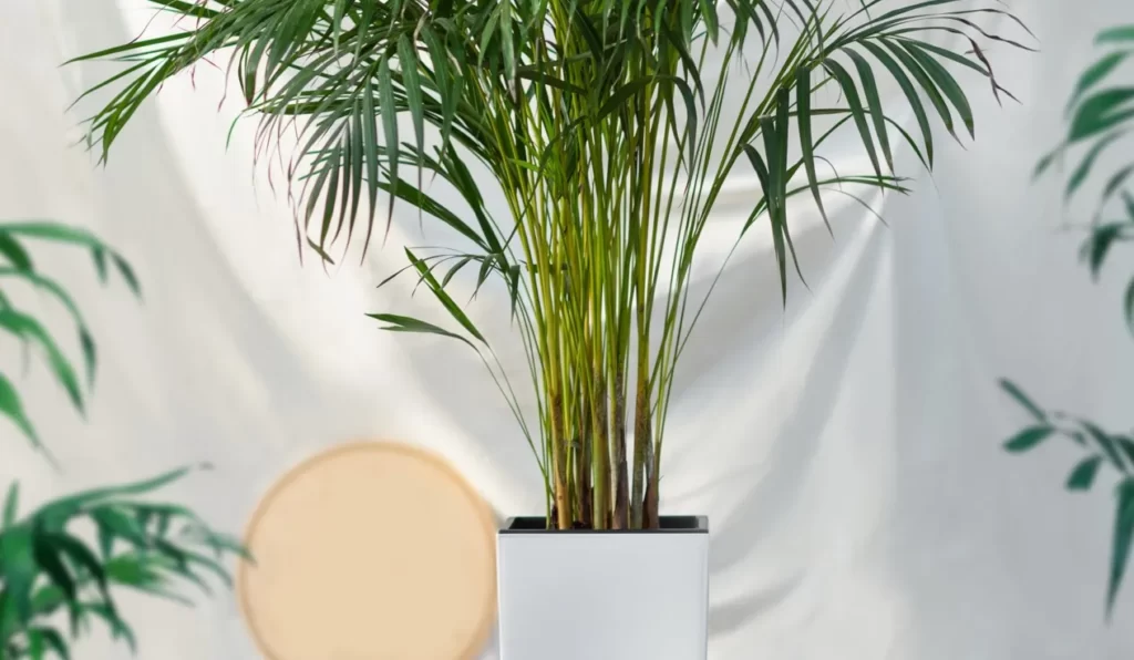 Bamboo Palm 04 - Tanaman yang Bisa Hidup di Dalam Ruangan
