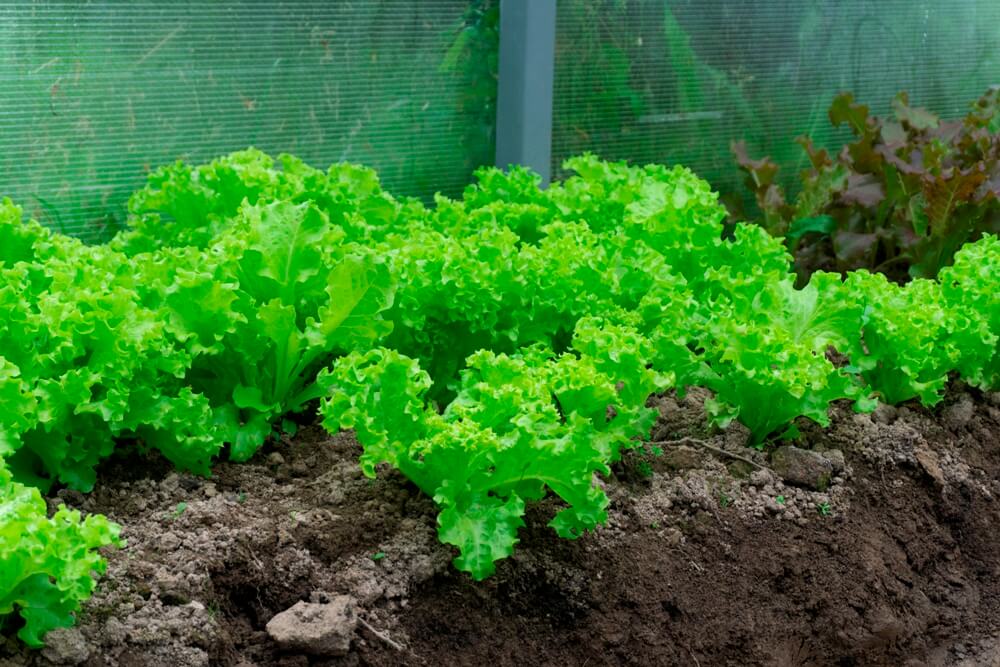 Cara Membuat Kebun Sayur Sederhana di Rumah Sendiri 