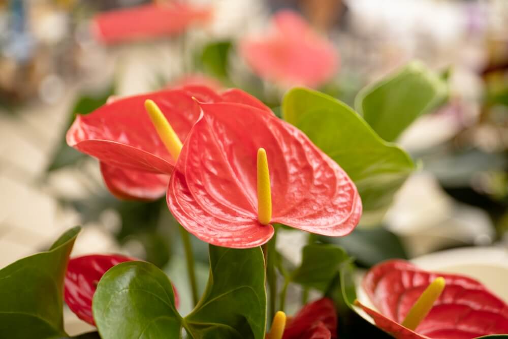 Anthurium andraeanum