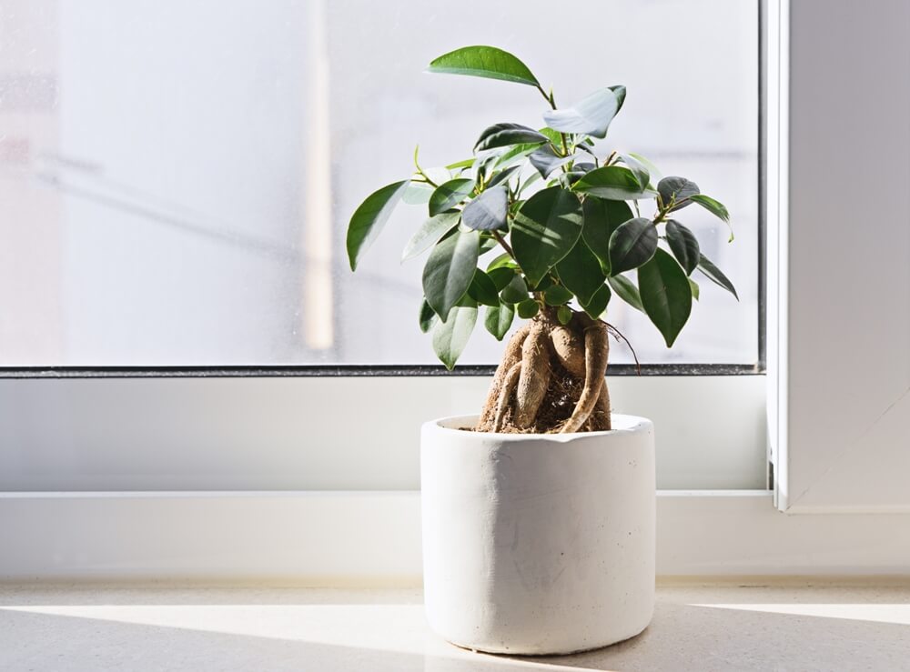 Ficus benjamina, salah satu Tanaman Penyejuk Ruangan