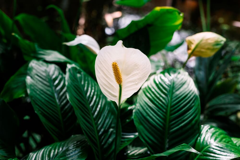 Peace Lily, salah satu Tanaman Penyejuk Ruangan