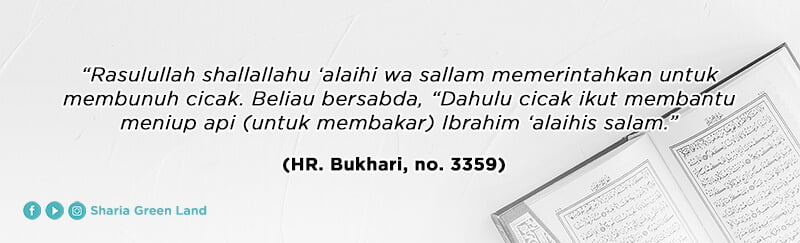 (HR. Bukhari, no. 3359) Cara Mengusir Cicak