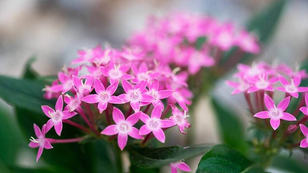 Bunga Pentas, salah satu Tanaman Hias Outdoor Yang Mudah Dirawat