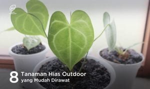 Tanaman Hias Outdoor Yang Mudah Dirawat